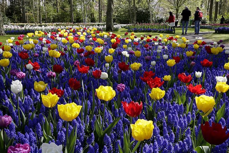 Belgie a Holandsko - v květu tulipánů, Belgická tulipánová výstava