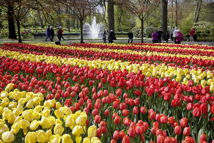 Holandsko - tulipány v Keukenhofu