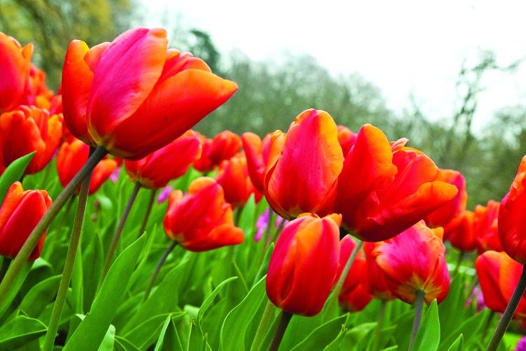 Holandsko - Keukenfof - tulipány