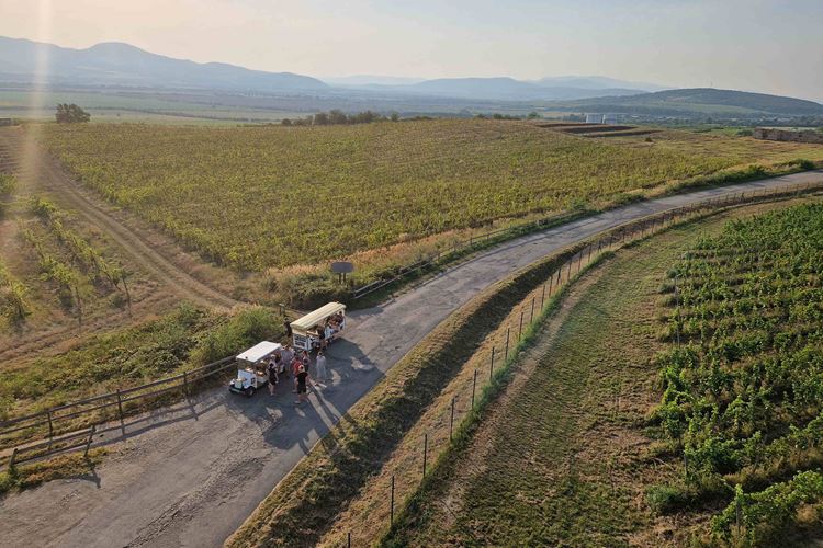 tokajské vinice na Slovensku Velká a Malá Trňa