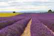Francie - Provence - levandulová pole
