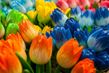 Holandsko - vyřezávané tulipány