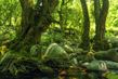 Korsika - zelený les