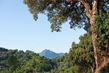 Korsika - korkový dub