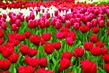 Holandsko - Keukenfof - tulipány