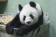 Skotsko - Panda obrovská - miláček Edinburghské zoo