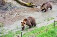 Śvýcarsko - Bern - medvědi jsou symbolem hlavního města
