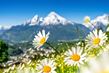Švýcarsko - horská květena